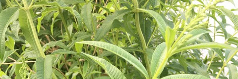 Picture of a plant
