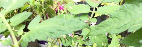 Picture of a green plant