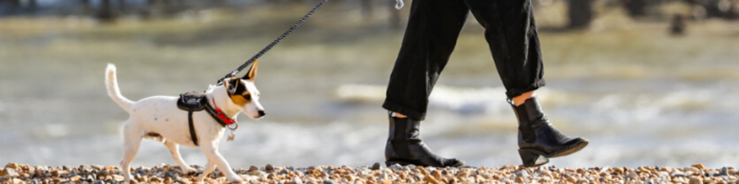 Little dog being walked on a lead on Brighton beach.