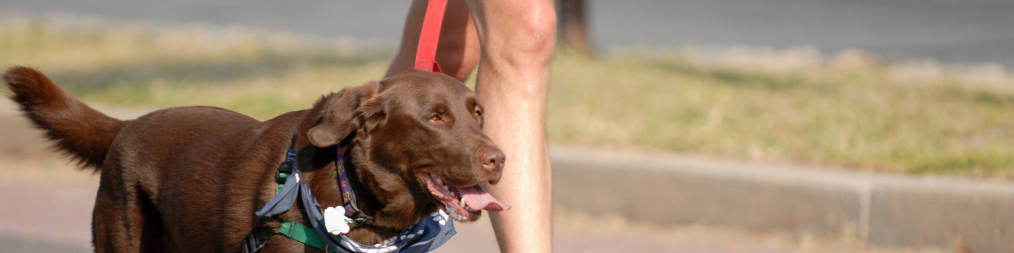 Dog being walked on a lead.