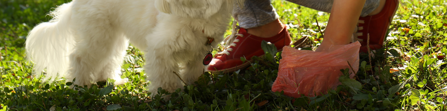 Someone picking up their dog's poop using a dog poop bag.