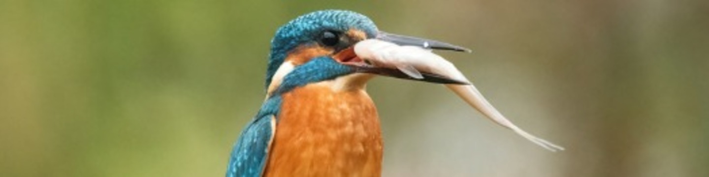 An image of a kingfisher eating a fish