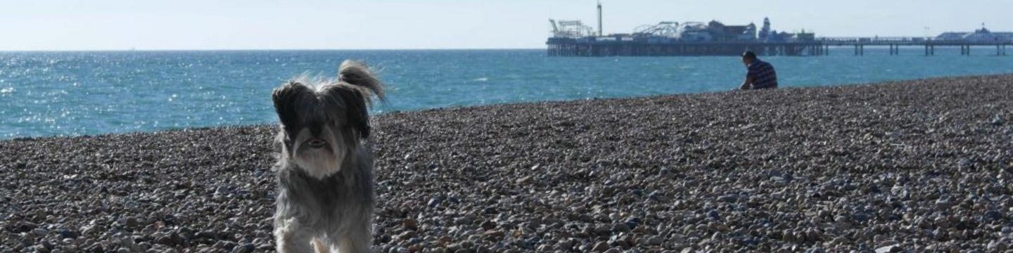 Little grey dog on the beach in Brighton & Hove.