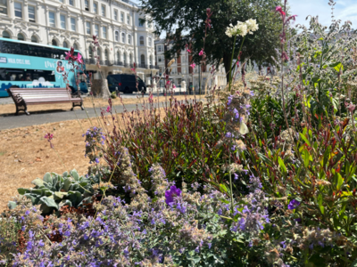 Image shows a photograph of the newly landscaped gardens of the central area towards the church. In the foreground is the palm tree, and beyond are the colourful new flower beds.