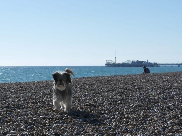 Little grey dog on the beach in Brighton & Hove.