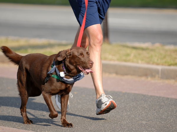 Dog being walked on a lead.